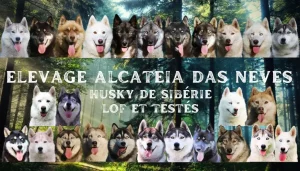 logo Alcateia Das Neves