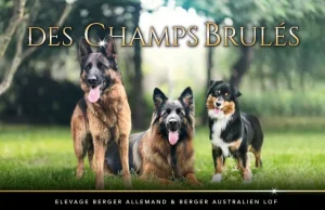 logo Les champs brûlés