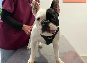 patient clinique pédagogique, chien en séance examen visuel et palpatoire de l’animal