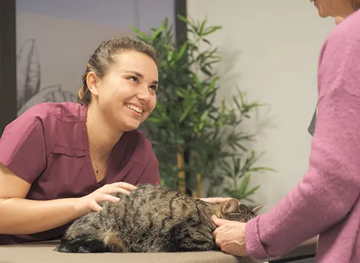patient clinique pédagogique, chat en séance examen visuel et palpatoire de l’animal