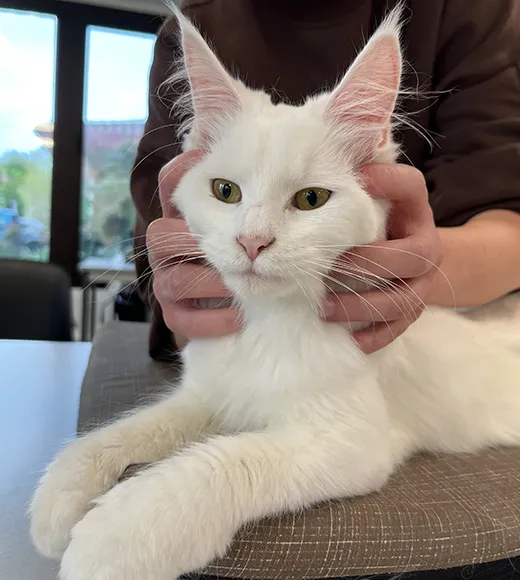 patient clinique pédagogique, chat en séance examen visuel et palpatoire de l’animal