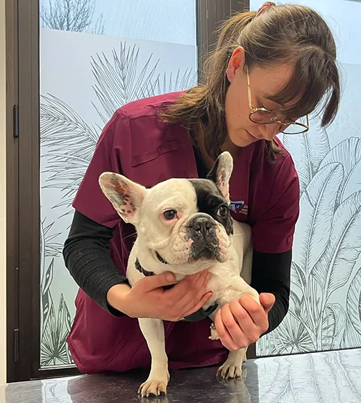patient clinique pédagogique, chien en séance examen visuel et palpatoire de l’animal