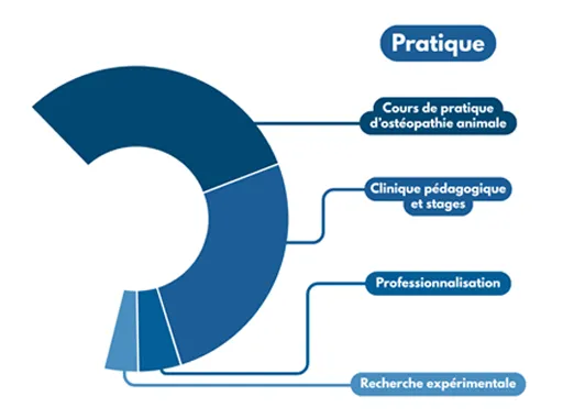 Répartition de la partie pratique de la formation sur 5 ans