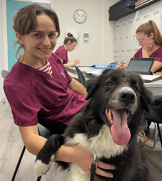 Salle de travail avec étudiantes et un chien au premier plan